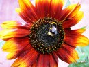 flowerbee160310.jpg