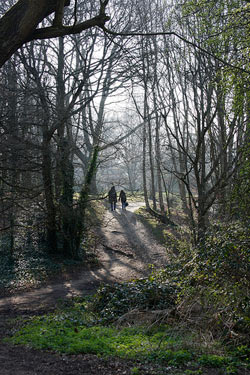 onetreehill1803.jpg