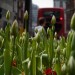 16916_bishopsgate_tulips 16916_bishopsgate_tulips