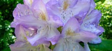 17428_rhs2010
