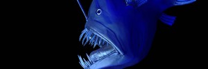 The Deep opens at the Natural History Museum on Friday. Image Â© Senckenberg / Frankfurt
