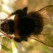 17477_bee_270510