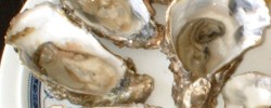 17499_Oyster