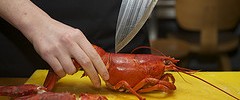 Dispatching a lobster shot by Chris Osburn