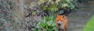 17557_rspb_fox By Stephen Iliffe