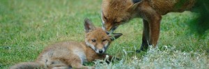17653_potdfoxes100610