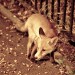 17655_fox2 17655_fox2