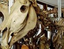 17690_quagga_skeletonsmall