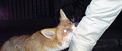 17719_bitingfox