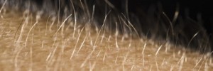 17723_skincloseup