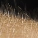 17723_skincloseup