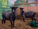 Isla and Kirsty two rare breed North Ronaldsay sheep