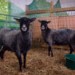 17732_rarebreedsheep Isla and Kirsty two rare breed North Ronaldsay sheep