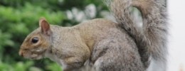 Know any acrobatic squirrels they could talk to?