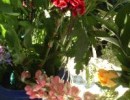 17763_061810HorsleyShowGoesOn