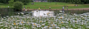 17787_hyde_park_daisies