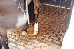 18066_horsepoo 18066_horsepoo