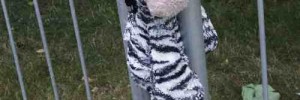 18122_crushedzebra