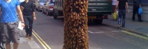 18155_sohobees