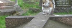Squirrel on a grave by Matt From London, with permission