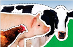 foefoodchain.png