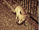 18325_0308_fox 18325_0308_fox