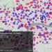 18439_1108_bikedata Key: Blue (empty) - Red (full)