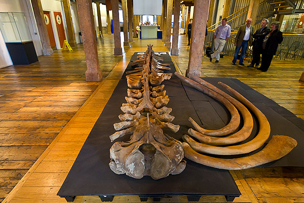 0909_whale.jpg