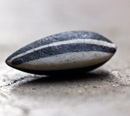 1410_seed.jpg
