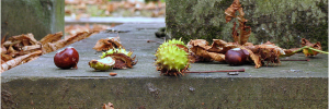 Go bonkers for conkers on Sunday at Hampstead Heath. Photo by trailerfullofpix via the Londonist Flickrpool.