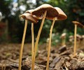 24230_0810.shroom