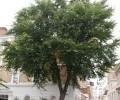 24320_elm.lon