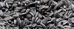 24333_1810_seeds