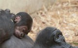 Image courtesy of ZSL