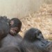 24469_gorilla-4612-web-8616 Image courtesy of ZSL