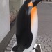 penguinsecret