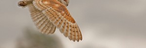 owl.lon