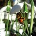 Snowdrop