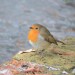 D7k_2010-12-23_10-35-41