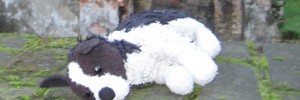 Abandoned Doggie sleeps closeup