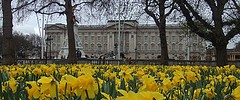 buckpalflowers