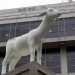 goat_profile