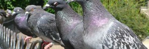 pigeonsrspb