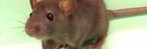 A rat, yesterday.