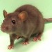 A rat, yesterday.