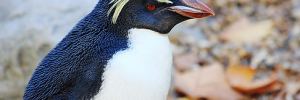 1002_penguinmain