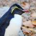 1002_penguinmain