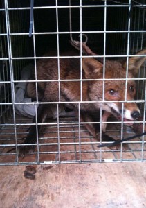 foxcaught