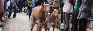 Race goats, stoats and boats this weekend (Image: captainmcdan)