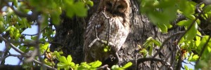 Tawny Owl